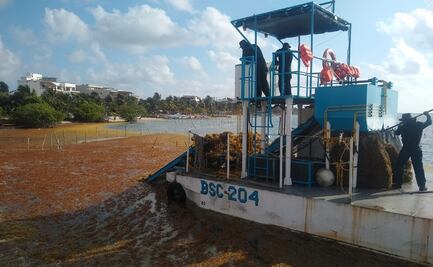 Recolecta Semar 10 mil 462 toneladas de sargazo en playas del caribe