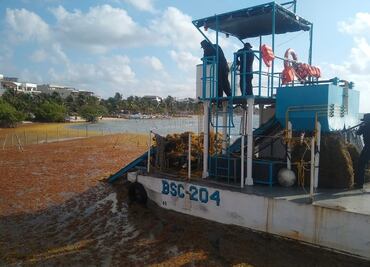 Recolecta Semar 10 mil 462 toneladas de sargazo en playas del caribe
