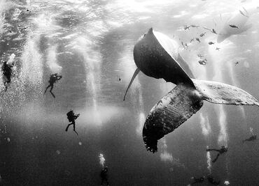 Whale watching in Mexico