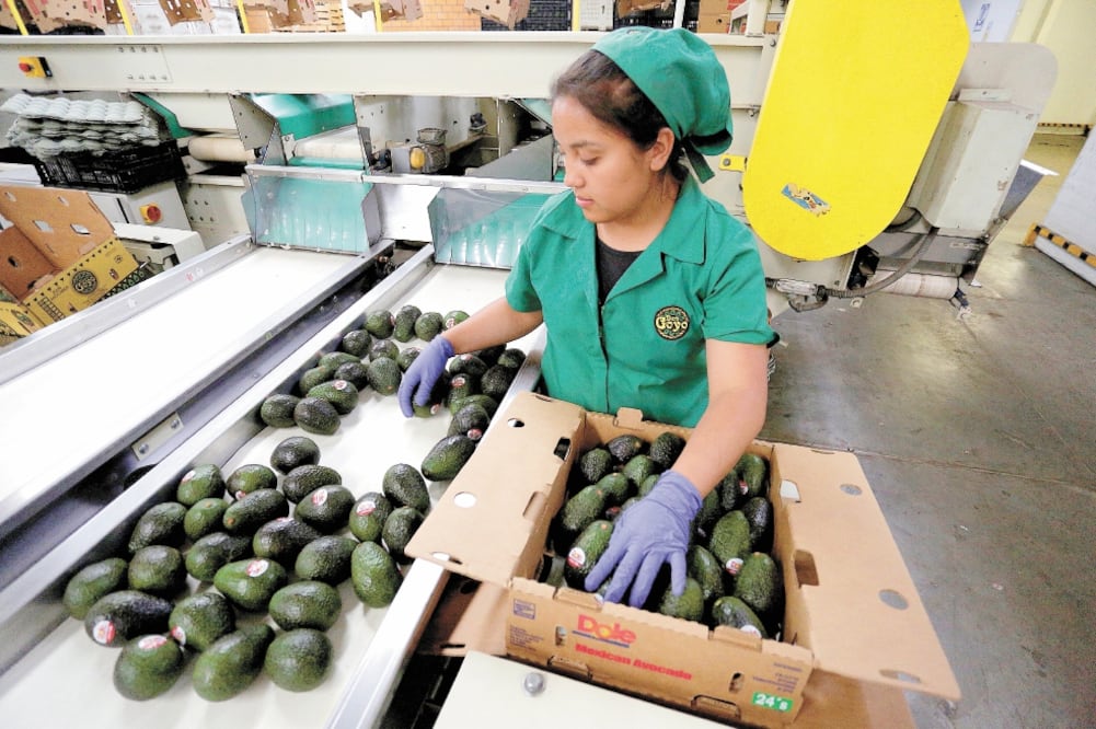 Sin las certificaciones de EU, México no podrá exportar aguacate lo que afectará a 60 empacadoras del alimento. Foto: ARCHIVO EL UNIVERSAL