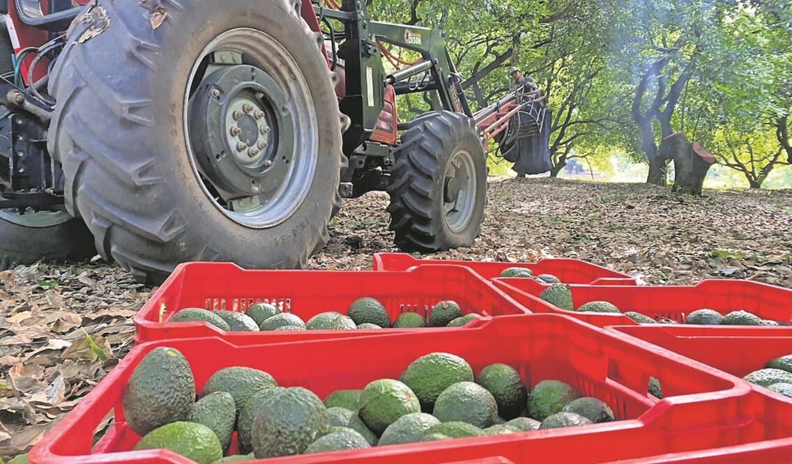 Autoridades estaodunidenses indican que la temporada pico del cultivo de aguacate en México es de enero a marzo. Foto: CARLOS ARRIETA/ El Universal 