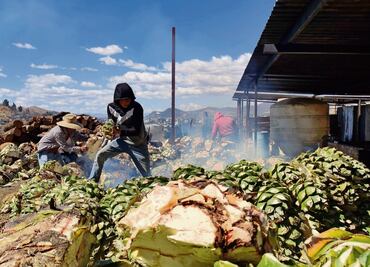 El falso boom mezcalero en Oaxaca