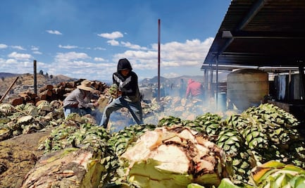 El falso boom mezcalero en Oaxaca