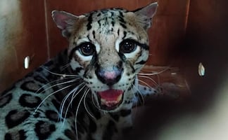 Profepa libera a ocelote rescatado en Oaxaca; el ejemplar fue atropellado