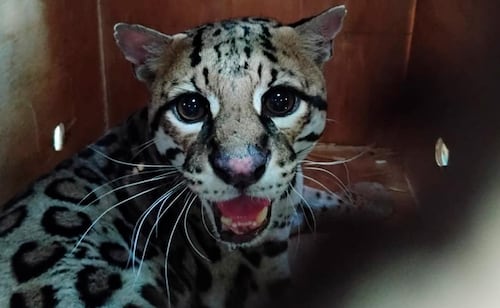 Profepa libera a ocelote rescatado en Oaxaca; el ejemplar fue atropellado