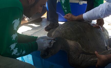 IPN trabaja para preservar especies de tortugas marinas en peligro de extinción