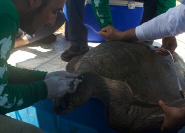 IPN trabaja para preservar especies de tortugas marinas en peligro de extinción