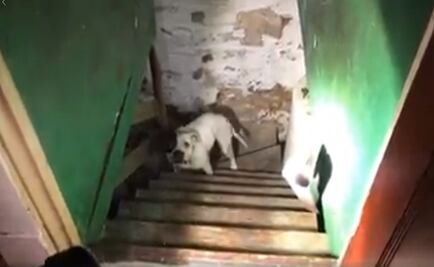 Rescatan a pitbull encadenado en sótano de casa en EU