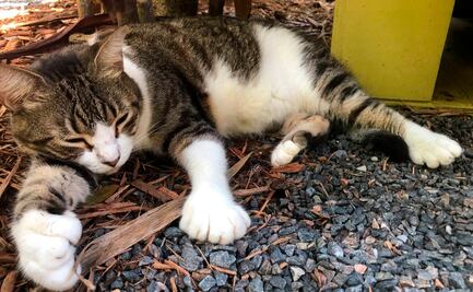 Casa de Hemingway en Florida sobrevive a la pandemia gracias a sus gatos mutantes
