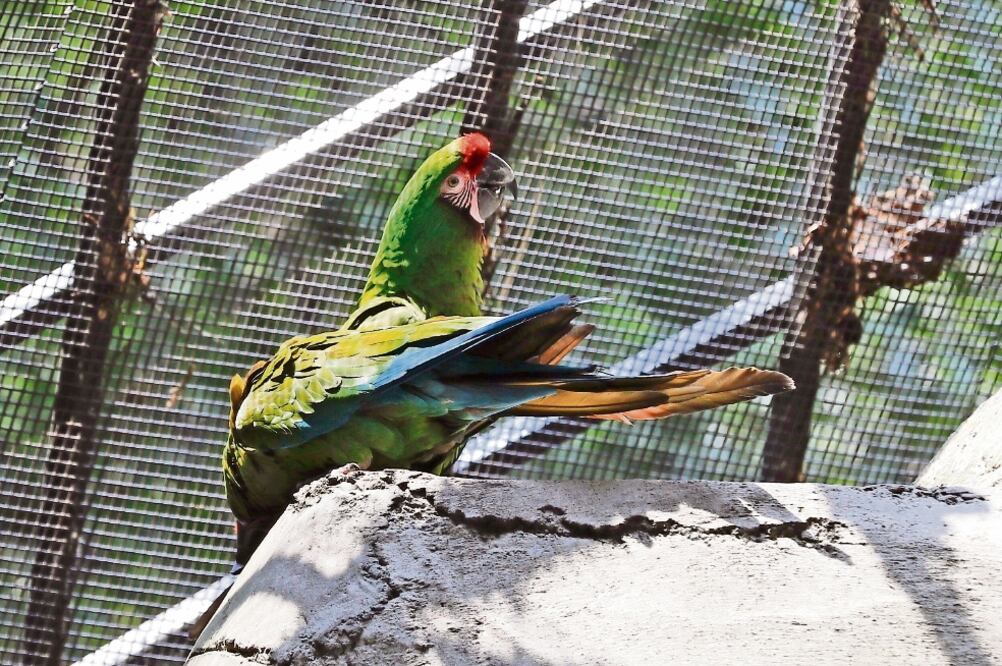 La guacamaya verde es una de las especies en situación vulnerable; en libertad sus colonias se encuentran desde México y hasta Argentina (IRVIN OLIVARES. EL UNIVERSAL)