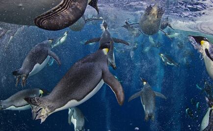 Fórmulas matemáticas podrían anticipar extinciones de ecosistemas