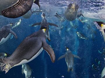 Fórmulas matemáticas podrían anticipar extinciones de ecosistemas