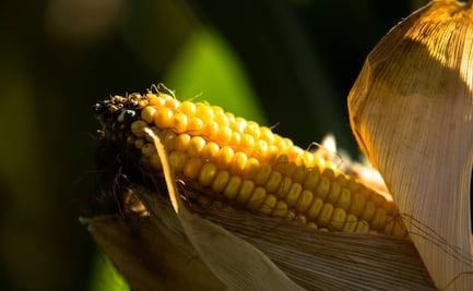 Acuerdo de maíz busca frenar volatilidad de precios; Grupo Consultor de Mercados Agrícolas ve giro en política agrícola