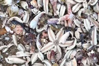 Miles de estrellas de mar muertas cubren playa