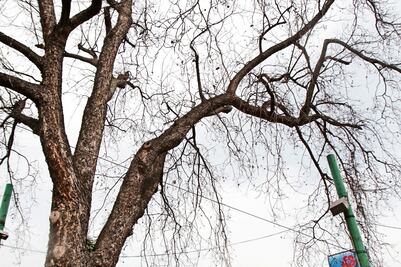 Matan nogal histórico de M. A. de Quevedo