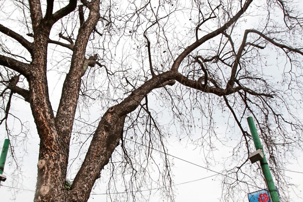 El cronista Luis Everaert dice que la pérdida del individuo forestal es lamentable, pues junto con la glorieta es un punto de referencia muy simbólico (JUAN BOITES. EL UNIVERSAL)
