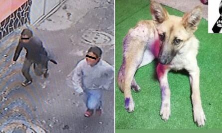 Sujetos matan a puñaladas a perrita comunitaria “Waffle”; vecinos de Milpa Alta exigen justicia