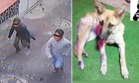 Sujetos matan a puñaladas a perrita comunitaria “Waffle”; vecinos de Milpa Alta exigen justicia