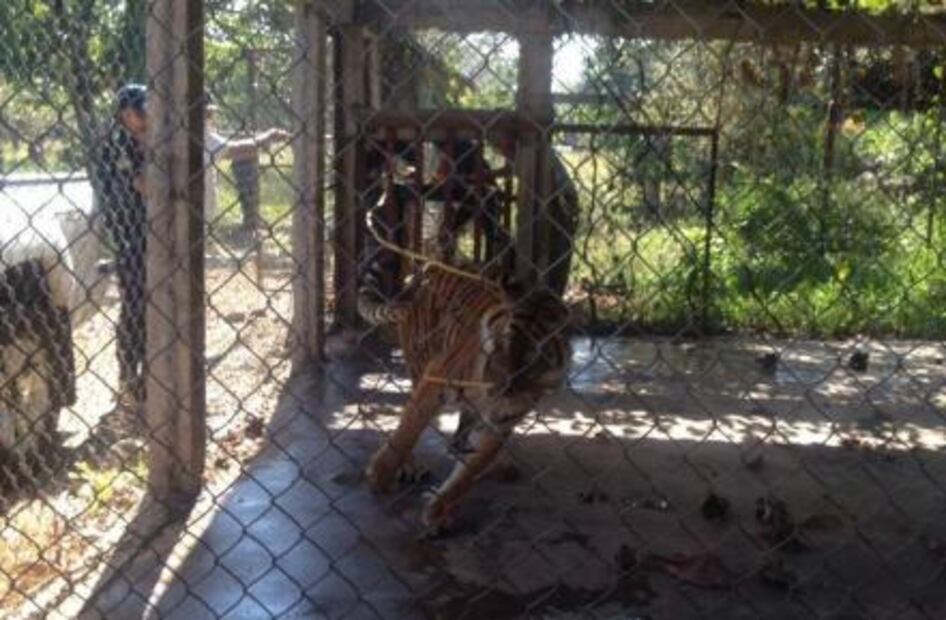Aseguran tigre de Bengala en Parácuaro, Michoacán