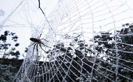 ¿Segunda tormenta invernal, gota fría o DANA? Qué fenómeno entrará a México mañana