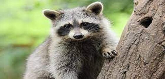 Mujer lleva mapache a tienda de mascotas y lo sacrifican para “evitar riesgo de rabia”