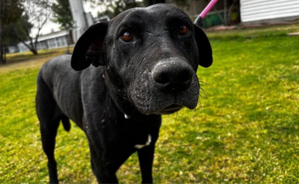 Cada perrito se entregará bañado, esterilizado y desparasitado. Foto: X @MetroCDMX