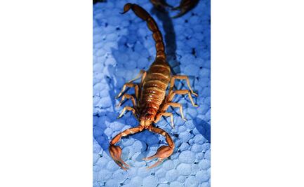 Alerta en Guanajuato por picadura de alacrán en los hogares