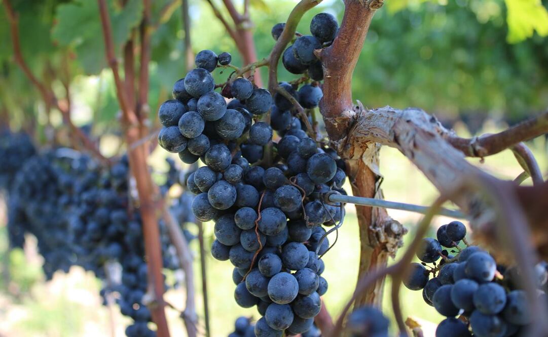 Foto: wirestock / Freepik