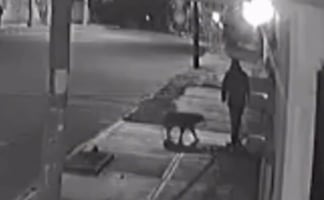 Exigen justicia para Max, perrito atacado en calles de Tlaxcala; perdió el ojo derecho 