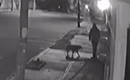 Exigen justicia para Max, perrito atacado en calles de Tlaxcala; perdió el ojo derecho 