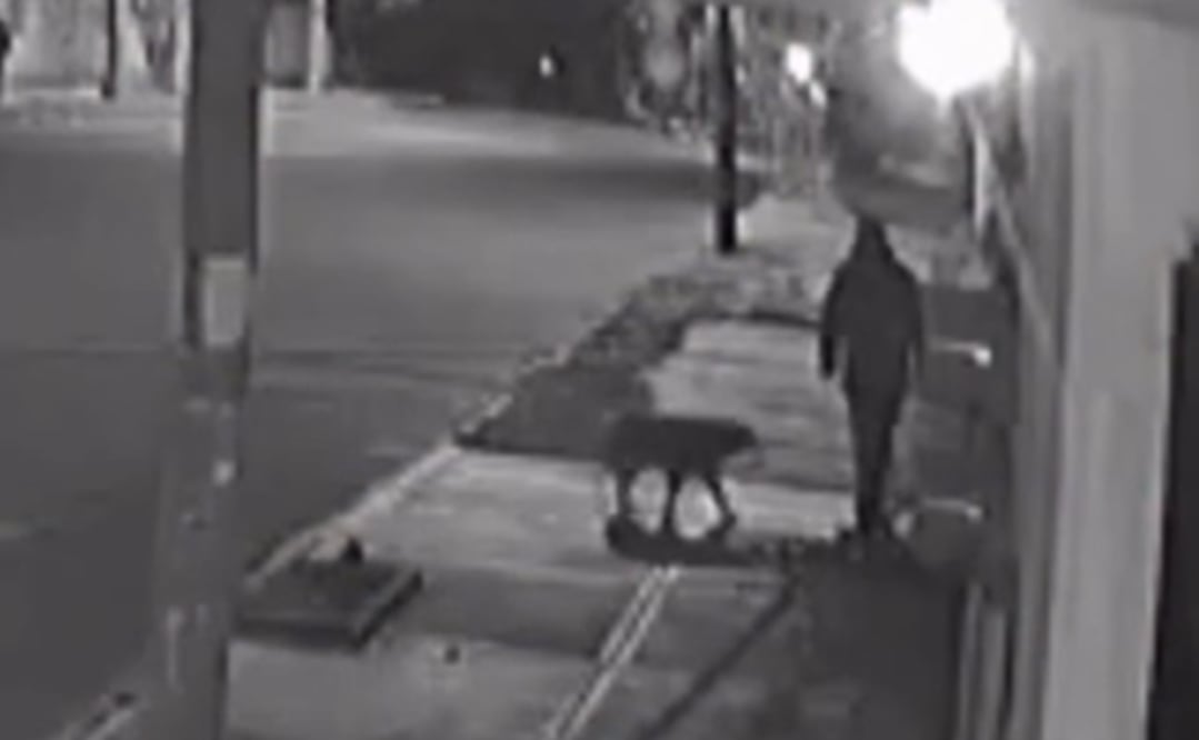 La agresión contra Max quedó grabada en un video en el cual se observa cuando el hombre camina y se encuentra al perro sobre la acera de la calle. Foto: Especial