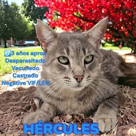La historia de Hércules, el gato baleado que gracias a Salinas Pliego será adoptado