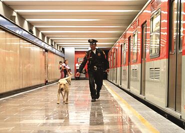 ¿Tienes multas de tránsito? Pasea perros rescatados en CDMX