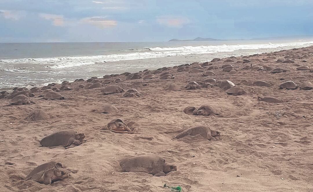 La tortuga golfina es la especie más numerosa en las costas de México y una de las más emblemáticas del Pacífico. Foto Especial