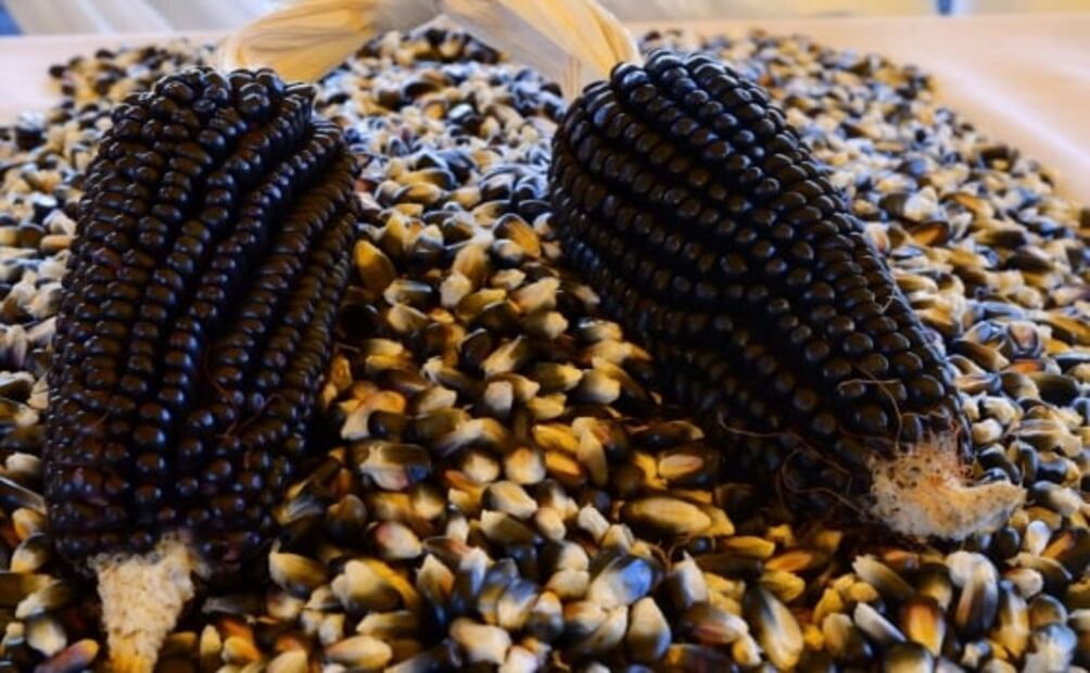 El maíz podría estar en riesgo con esta iniciativa de reforma de ley
