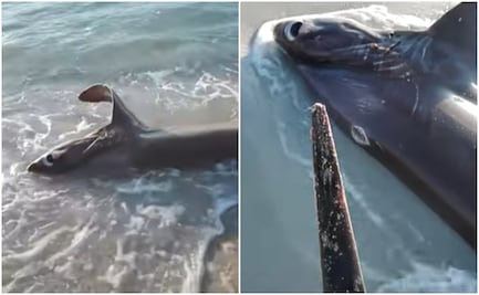 VIDEO: Hallan un tiburón apuñalado en el corazón por un pez espada en Libia