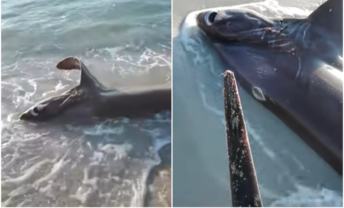El tiburón zorro de 4.5 metros de largo fue descubierto en 2020 después de que quedara varado en las orillas del mar. Foto: Tomada del video