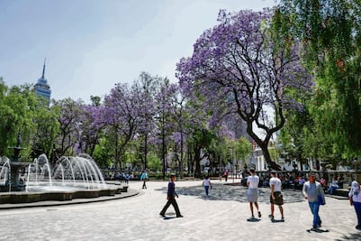 Las jacarandas, sin ser nativas, son favoritas de la CDMX