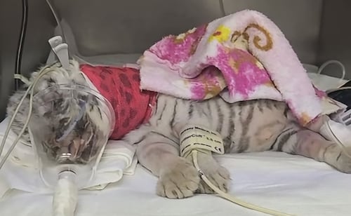 Tigresa “Sola” sigue luchando por su vida tras ser aplastada por su mamá en Ecopark Matamoros; podrían someterla a cirugía