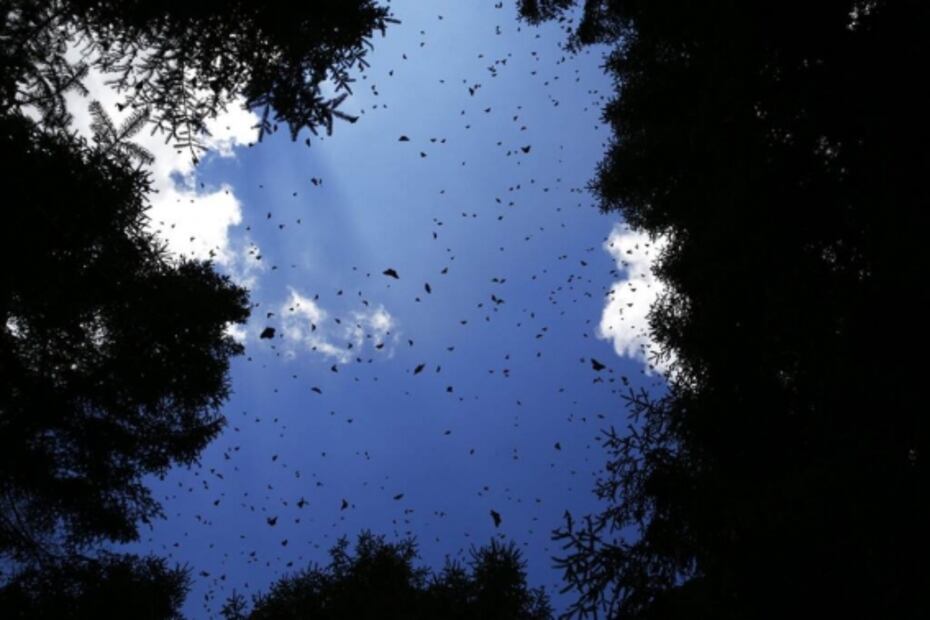 “Era como una leyenda urbana”. Encuentran nueva colonia de mariposas Monarca en México