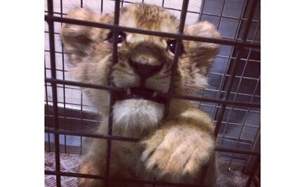 Esta es la nueva moda de tomarse selfies con leones cachorros en Francia