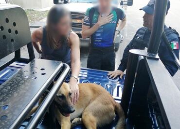 Rescatan lesionada a mascota de la embajadora del Reino Unido en México