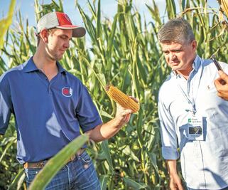 Alertan por freno a importación del maíz transgénico