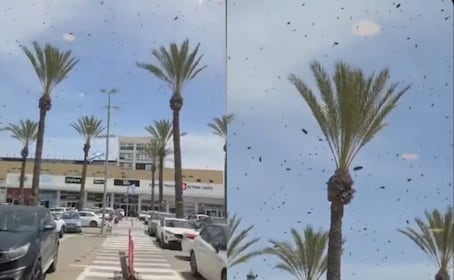 ¿Señal bíblica en Israel? Enjambres de abejas desatan teorías apocalípticas en plena guerra con Irán