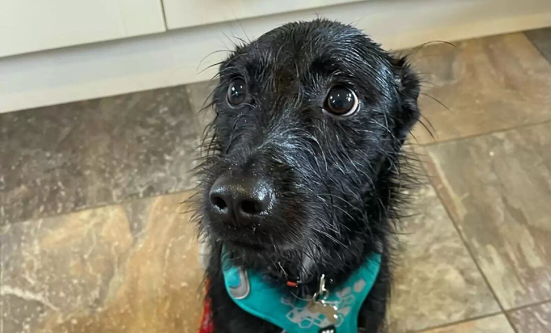 Marcus vivía con una familia que quiso sacrificarlo porque "ladraba mucho". FOTO: ESPECIAL