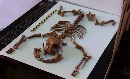 En el Imperio Romano tenían perros del tamaño de chihuahueños