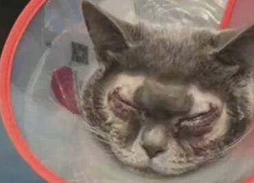 Mujer manda operar a su gato en China porque “no le gustaba la forma de sus ojos”