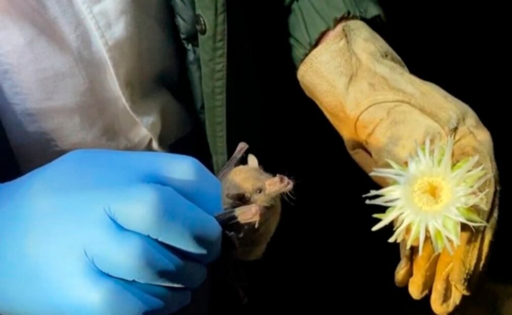 Murciélagos trompudos penetran la mancha urbana de la CDMX: detectan su presencia en Zoológico de Chapultepec 