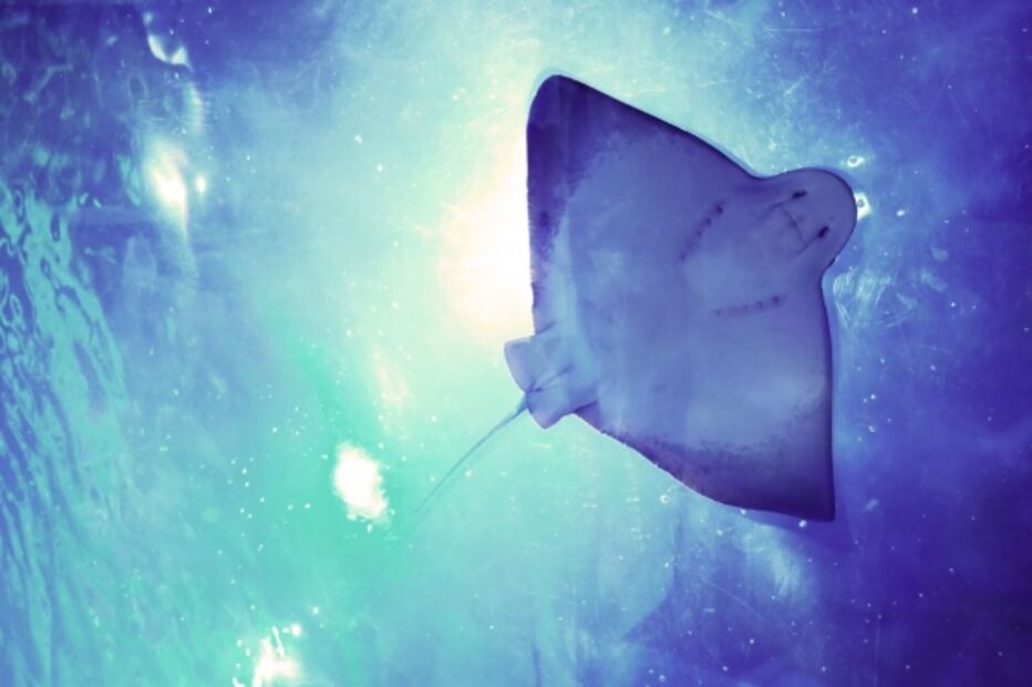 Acuario Inbursa, un espacio que debe seguir vivo