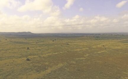 Siembran árboles para hacer frente al cambio climático